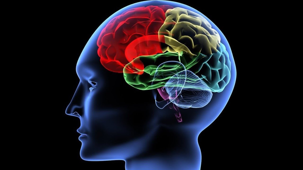 Sistema nervoso centrale, periferico, autonomo