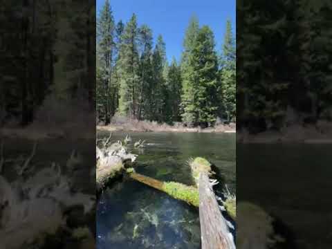 Video of Metolius River a short distance up river from camp #7.