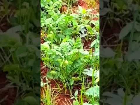 , title : 'Dealing with pests and diseases when planting potatoes 🤫 #shorts #gardening #youtubemadeforyou'