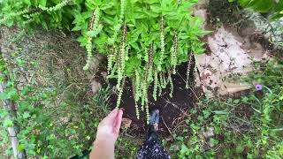 What is left of the garden?