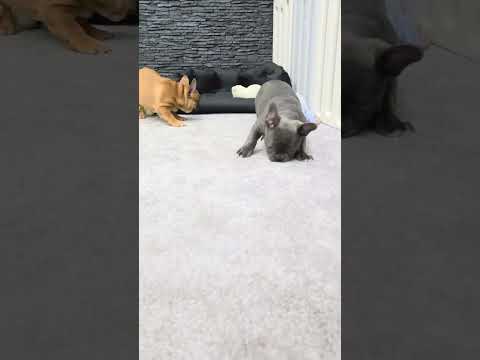 Video 5