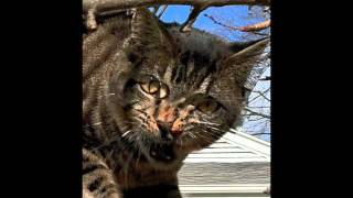 Hatchet Wound - Efficient