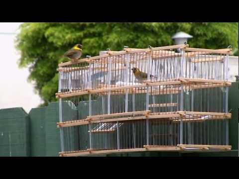 Tomeguin del pinar suelto y se coje con jaula de trampa.
