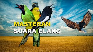 Download lagu VIRAL!!! MASTERAN SUARA ELANG DENGAN TEMBAKAN SUARA YANG BERBEDA mp3