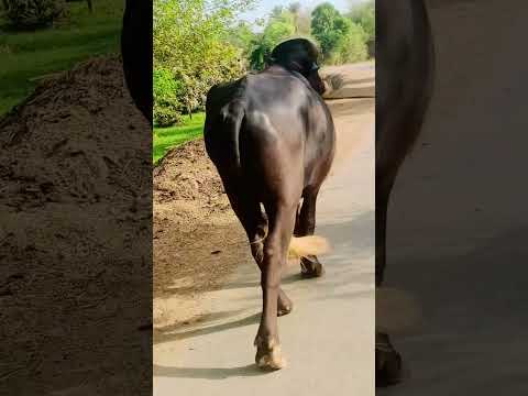 for sacrifice of Eid UL Azah