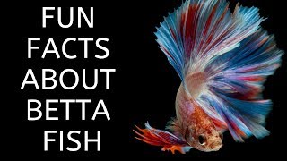 Fun Facts About The Betta Fish