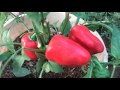 Bell Pepper Basil Plant Free Download Lyrics Mp3 and Mp4