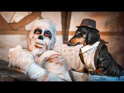 Indiana Bones and the Last Mummy! Cute & funny dachshund dog video!