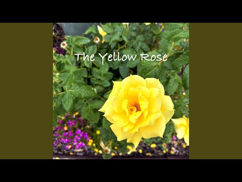 The Yellow Rose — Anna Wright Madison