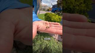 Download lagu Beginilah Cara Mengatasi Sengatan Lebah mp3 Download lagu Beginilah Cara Mengatasi Sengatan Lebah mp3