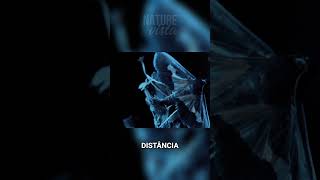 As Mariposas detectam feromônios a quilômetros! #documentário #natureza #vidaselvagem