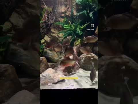 Piranha Pack vs Bucket of Shrimp