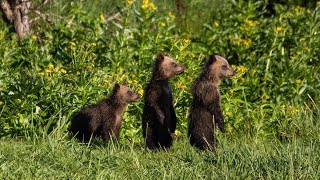 Amur – Asias Amazon | Terra Mater Studios (Official Trailer)