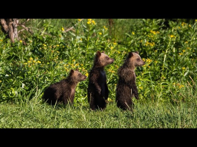 Amur – Asias Amazon | Terra Mater Studios (Official Trailer)