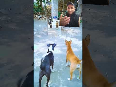 dogs barking and seeing themselves in mirror. #dog #doglover #animals