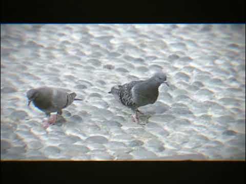 ✨PICCIONIH✨. EXE