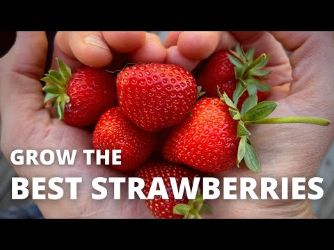 3 INGREDIENTS for the BEST STRAWBERRIES - the Definitive Organic Fertilizing Guide