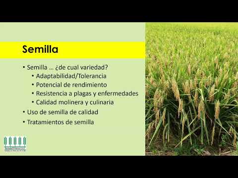 , title : 'Manejo Agronómico del Cultivo de #arroz'