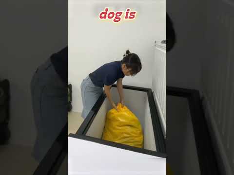 Unseen Farewell: A Pet’s Final Moments