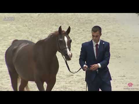 AHWC Paris 2019 - Senior Females (Class 3A)