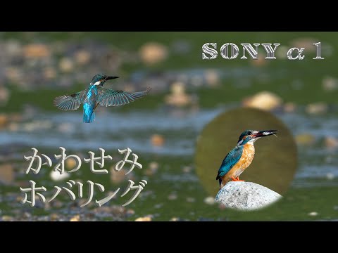 IUCN分類における絶滅の危険性を示す図。