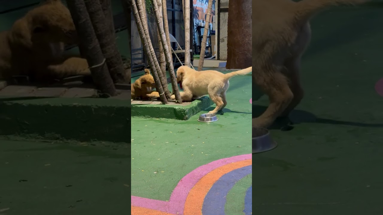 Puppy Playing 🐶, Bangkok, Thailand