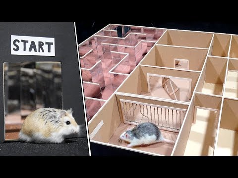 Funny Pet Hamster and Rat in 3-Level Maze