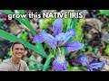 PURPLE FLAME IRIS - How to Grow Iris versicolor