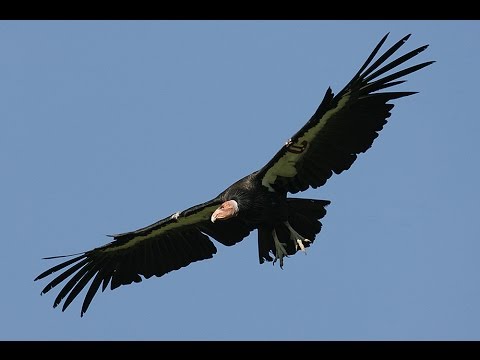 California condors