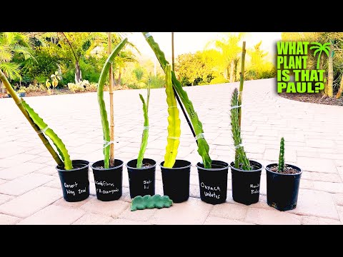 SOME of My FAVORITE DRAGON FRUIT Varieties (Desert King, Black Dragon Fruit, Jade Red, S-4 and More)