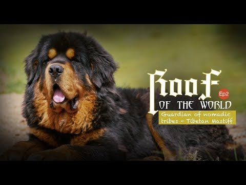 Roof of the world Ep2: Guardian of nomadic tribes - Tibetan Mastiff