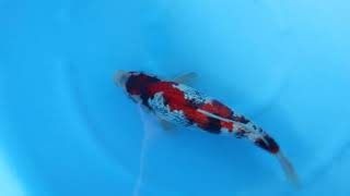 video van Ginrin Showa 2503008