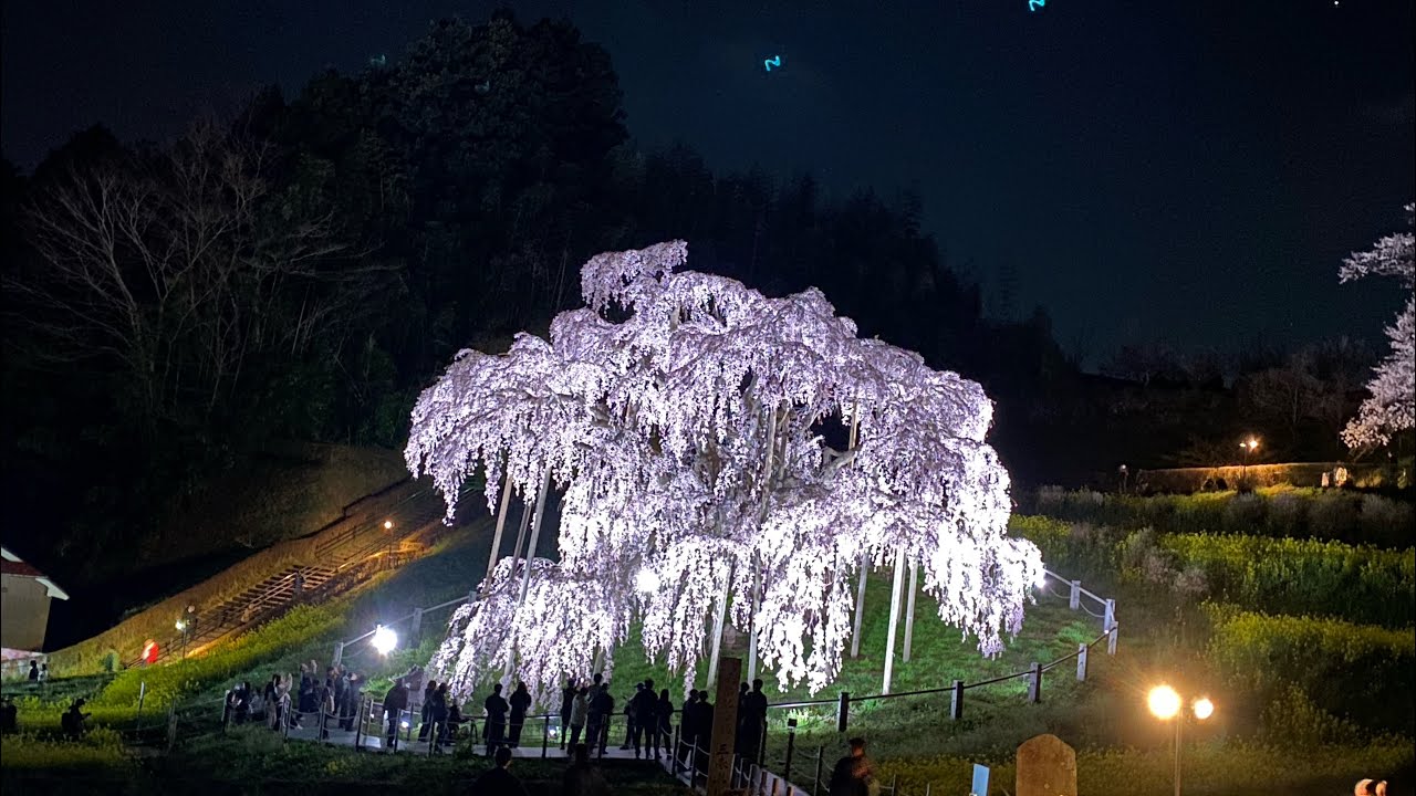 日本三大桜　【三春滝桜】　ライトアップの映像もあります