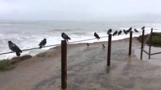 preview picture of video 'Rainy day at Sunset Cliffs'
