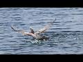 Seagulls Fighting Over Food On The Water