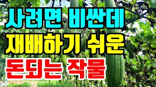 사려면 엄청 비싼데 재배하기는 정말 쉬운 돈되는 작물