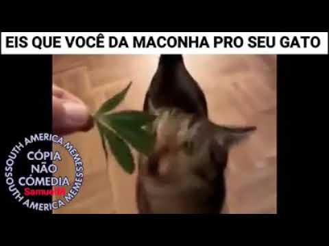 "Gato Comendo Maconha .. Mo Brisa