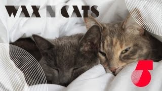 Wax n' Cats #5