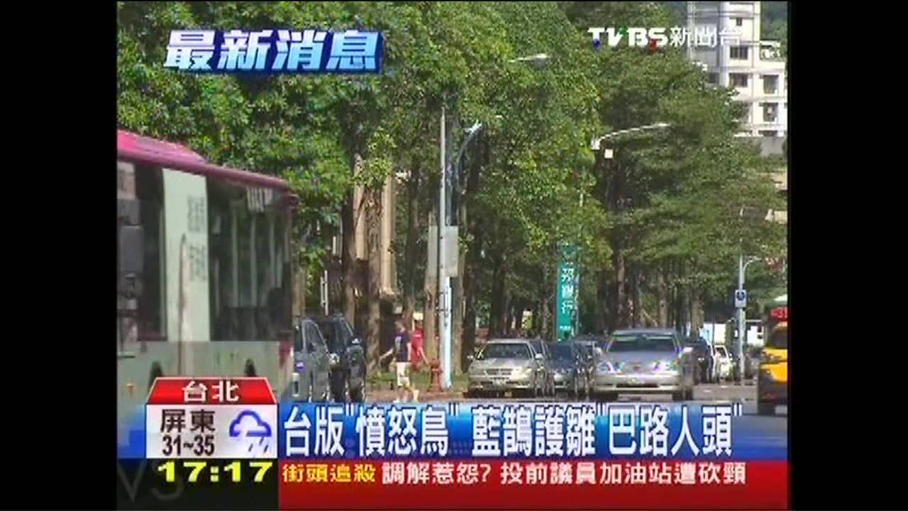 台版「憤怒鳥」　藍鵲護雛「巴路人頭」