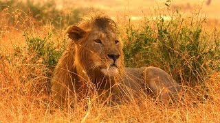 How To Film Wild Animals In The Rain | Serengeti: Behind The Scenes | Earth Unplugged