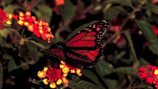Butterfly Effect Intro Video