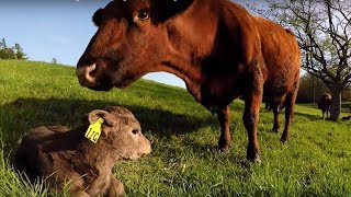 Mother cow&#39;s heartbreaking emotional anguish after losing her newborn calf