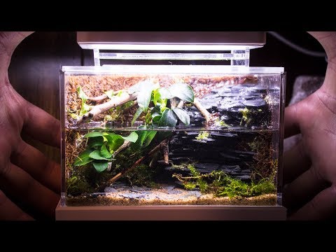 download lagu mp3 mp4 Small Paludarium, download lagu Small Paludarium gratis, unduh video klip Small Paludarium