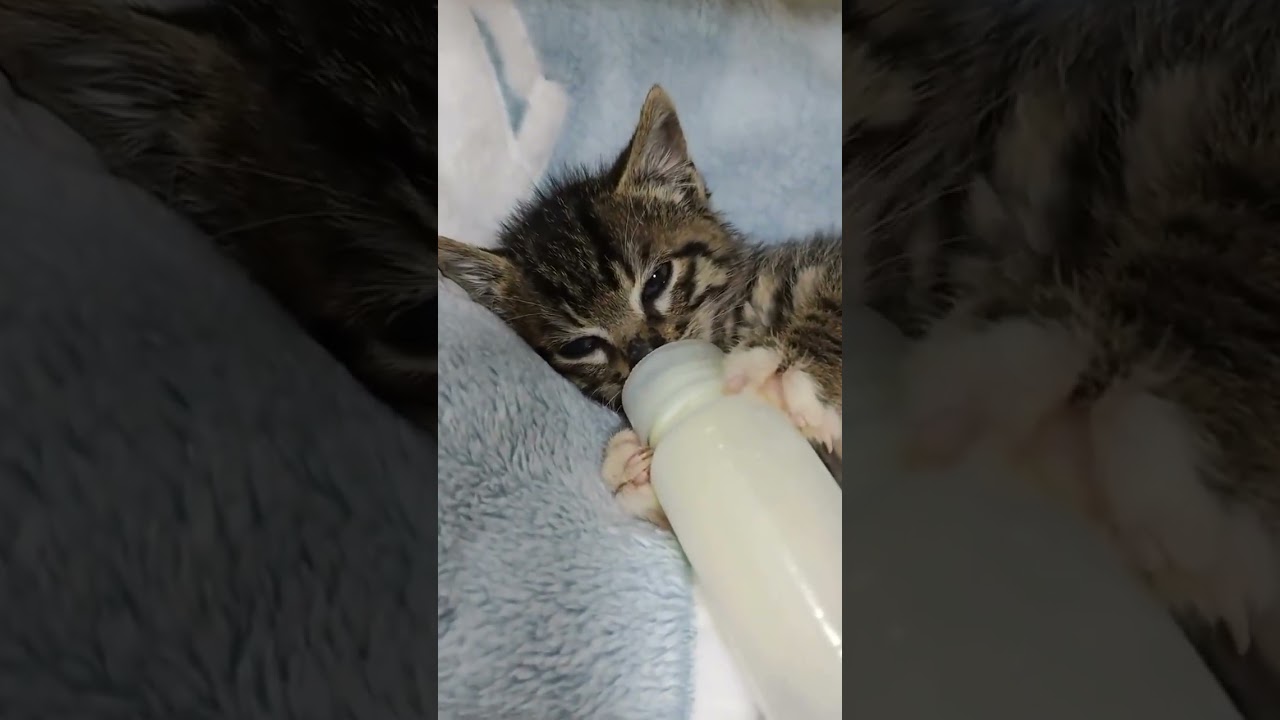 ��������� ����� �� ����� - ��� ������ ����