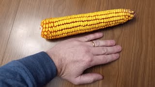 Saving Heirloom Corn Seed for Next Year