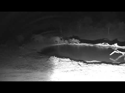Djuma: Small group of Elephant get quick drink - 20:36 - 01/03/19