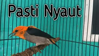 Download lagu PANCINGAN BURUNG KEMADE BAHAN AGAR CEPAT BUNYI GACOR mp3 Download lagu PANCINGAN BURUNG KEMADE BAHAN AGAR CEPAT BUNYI GACOR mp3