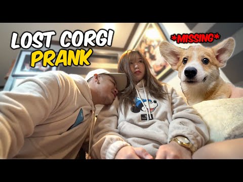 LOST BABY CORGI PRANK!! (GONE WRONG)