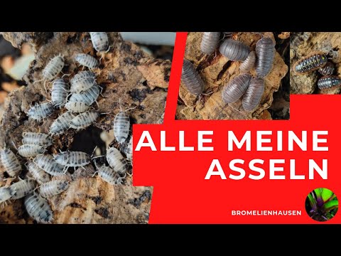 Alle meine Asseln, komplette ASSELTOUR