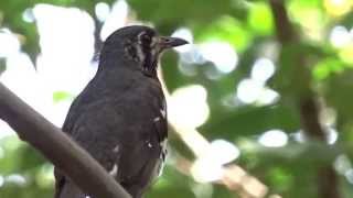 Download lagu Ashy Ground-Thrush mp3